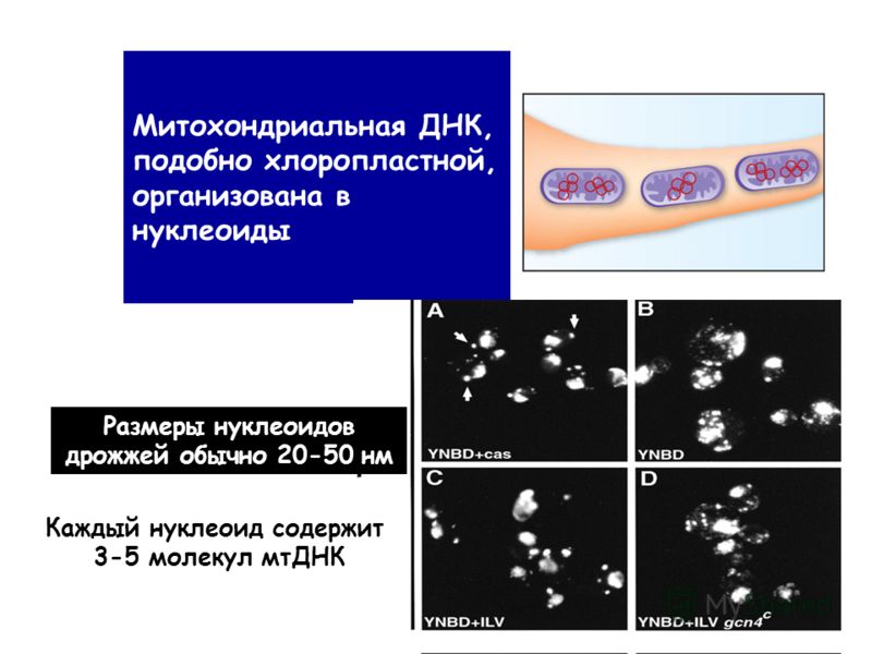 Молекулы днк связаны с Молекулы днк связаны с
