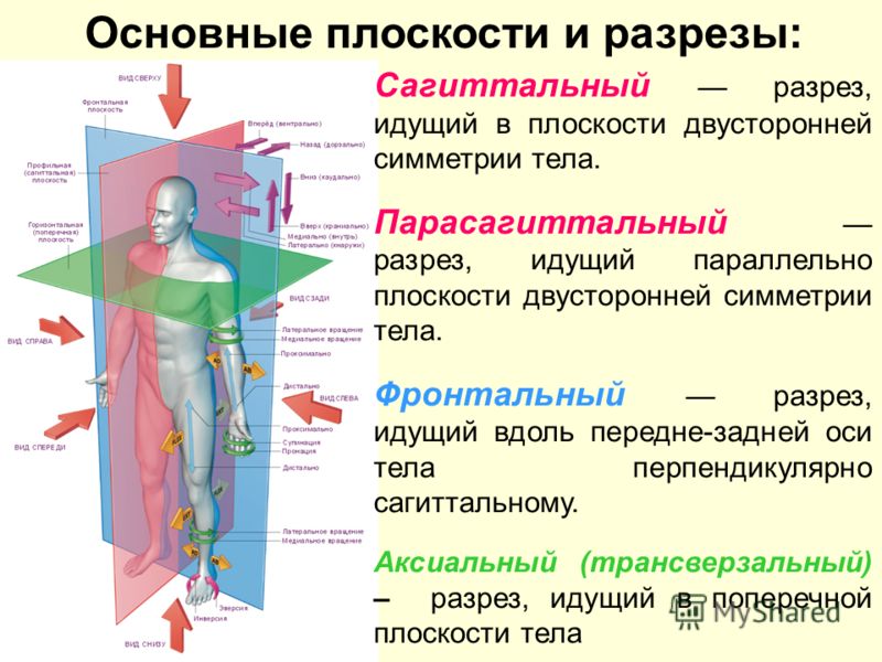 сагиттальный и фронтальный