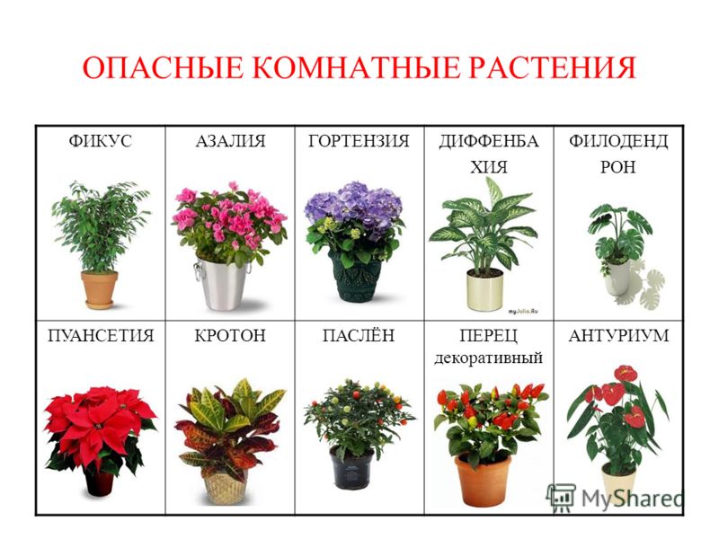 Комнатные растения по именам Комнатные растения по именам