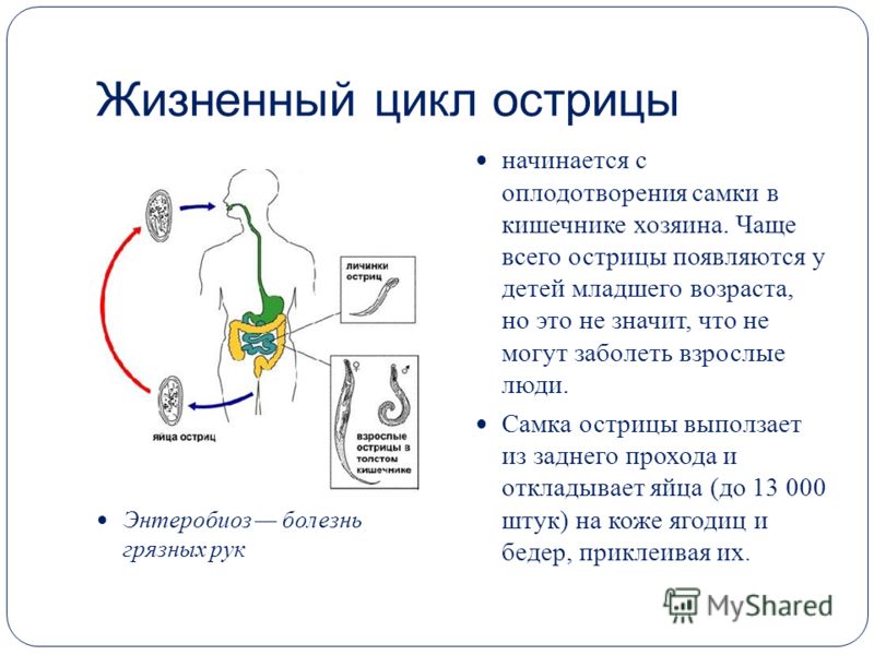 доктор комаровский от глистов доктор комаровский от глистов