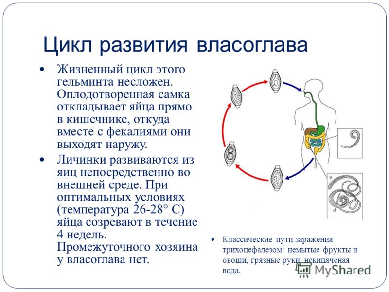 круглые черви у человека круглые черви у человека
