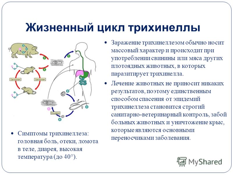 лечение кишечника от паразитов лечение кишечника от паразитов