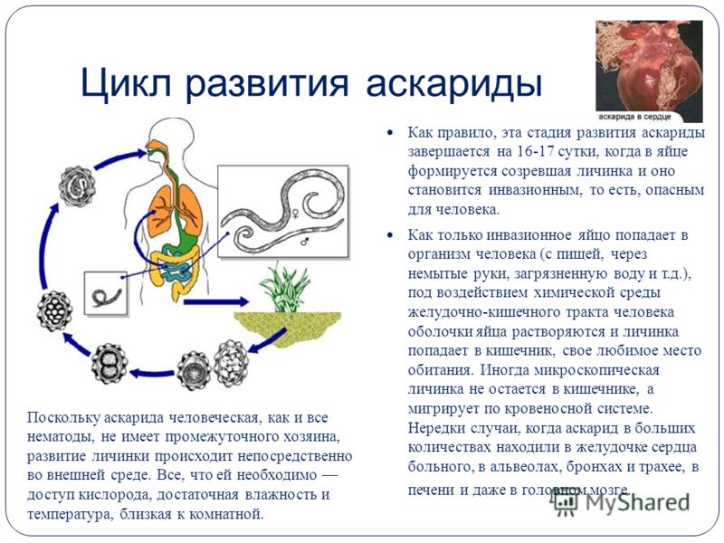 паразиты в головном мозге человека симптомы паразиты в головном мозге человека симптомы