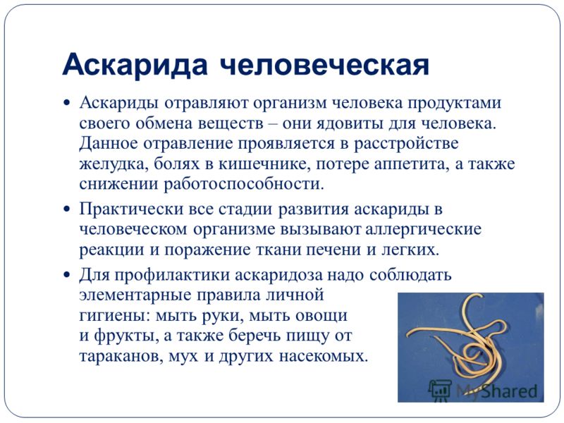 круглые черви паразиты человека презентация круглые черви паразиты человека презентация