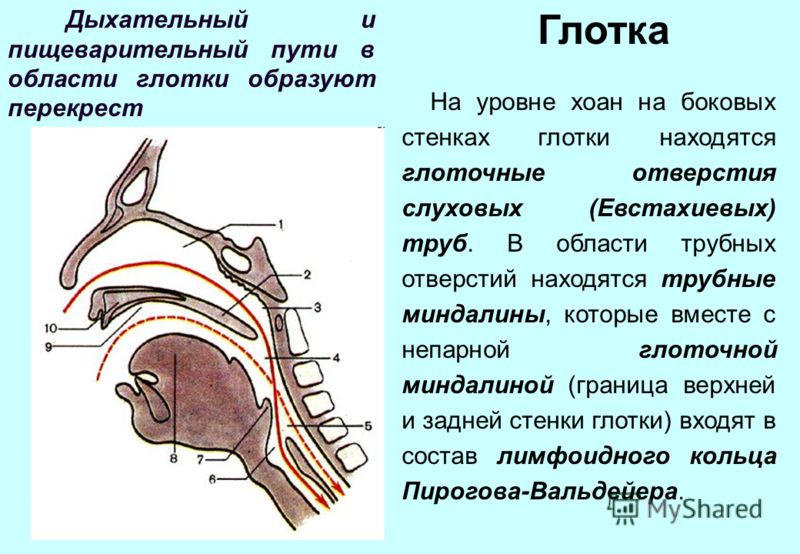 Анатомия голосовых складок Анатомия голосовых складок