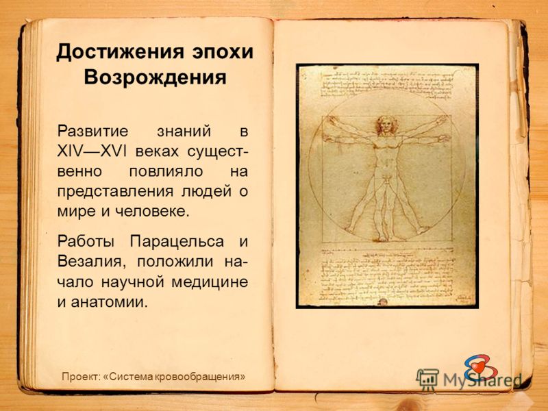 Органы кровообращения в теле человека Органы кровообращения в теле человека