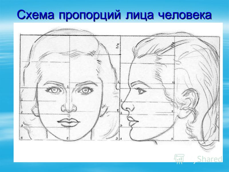 Схема пропорций лица человека фото 460