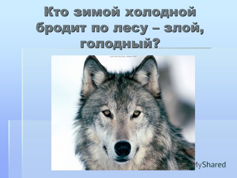 Бродит по лесу – злой голодный Бродит по лесу – злой голодный