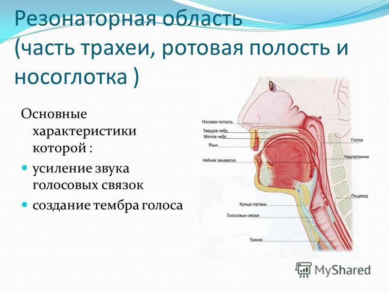 Реферат На Тему Голосовой Аппарат Человека