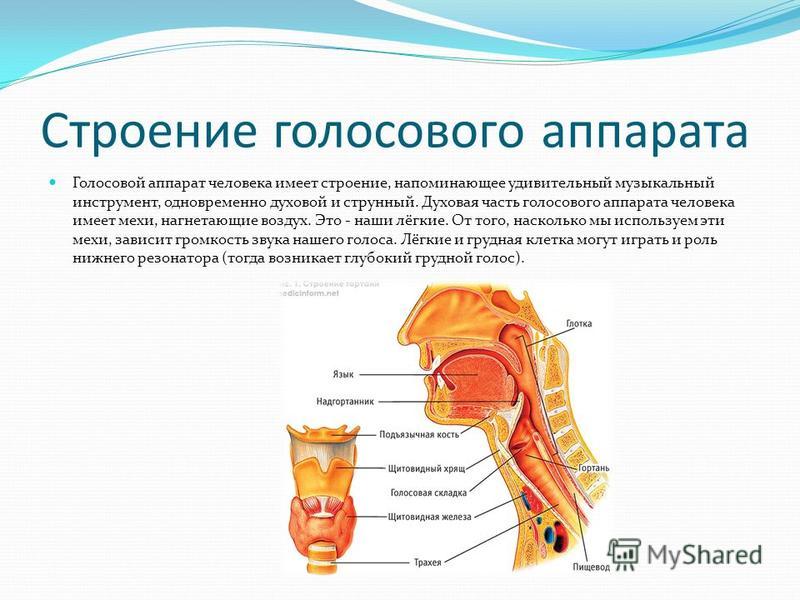 Реферат На Тему Голосовой Аппарат Человека