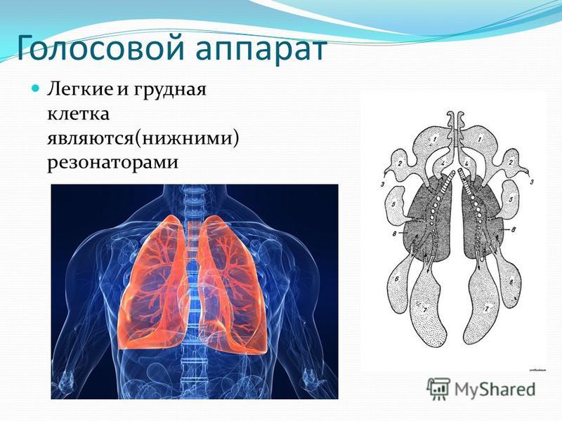 Реферат На Тему Голосовой Аппарат Человека