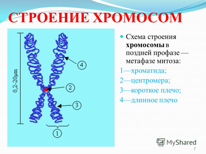 [PUNIQRANDLINE-(au-dating-names.txt) 53 Строение функции хромосом реферат 3001