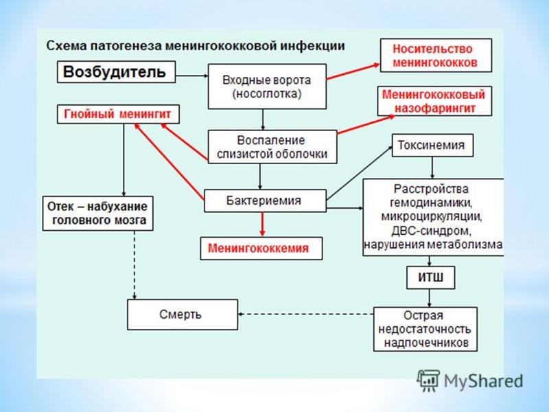 Укладка для менингококковой инфекции Укладка для менингококковой инфекции