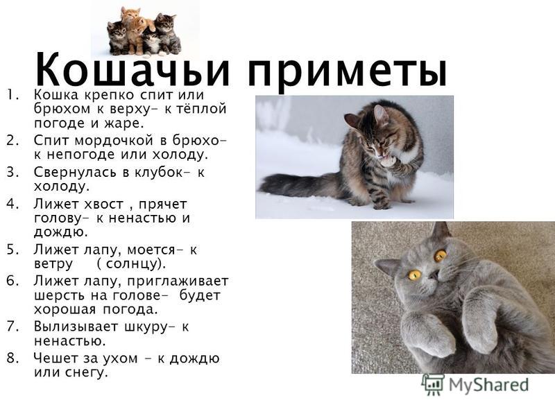 Лимонад в домашних условиях лаймом Лимонад в домашних условиях лаймом