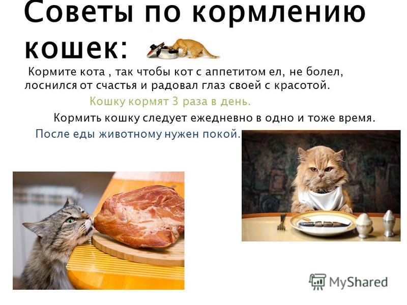 Чем кормить кошек домашних условиях Чем кормить кошек домашних условиях