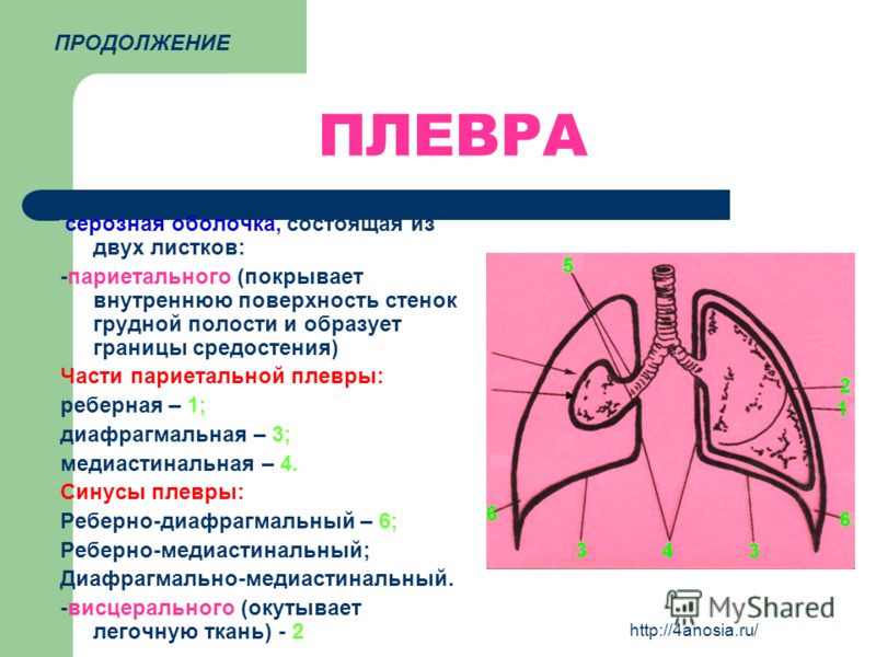 Вагина и плевра