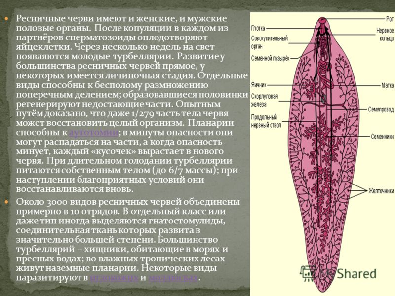 Зоология Учебник 7 Класс Зоология Учебник 7 Класс