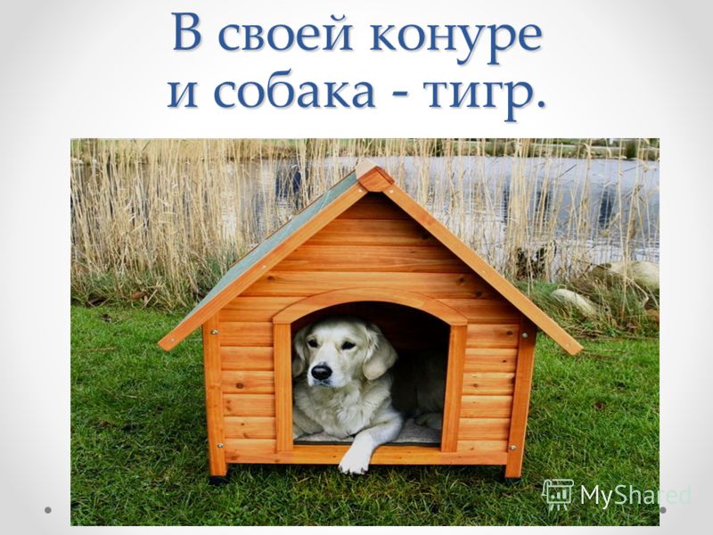 Пословицы про человек и собаку Пословицы про человек и собаку