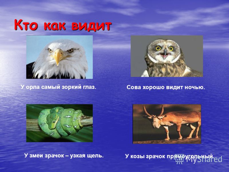 что кушать летом чтобы похудеть что кушать летом чтобы похудеть