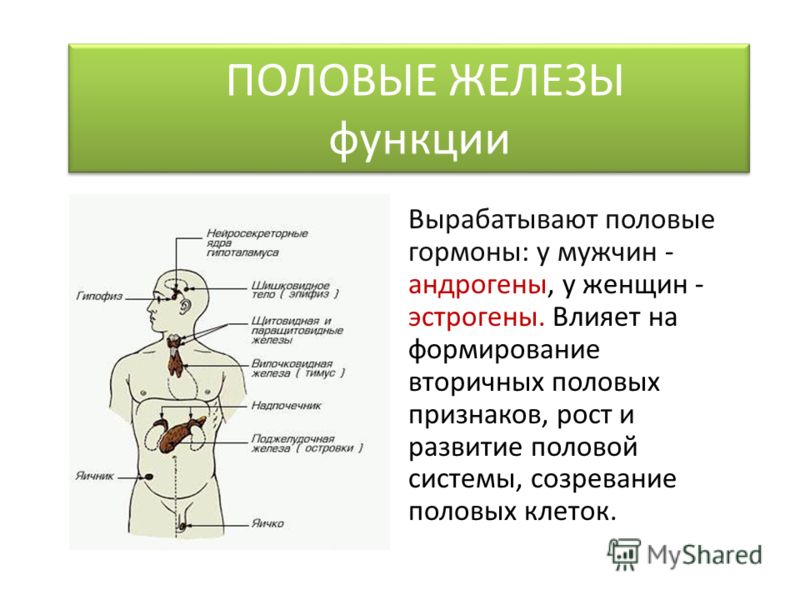 1 поликлиника брянск регистратура