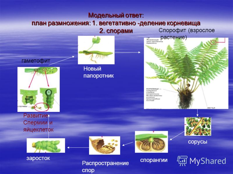 Плод кукушкина льна Плод кукушкина льна