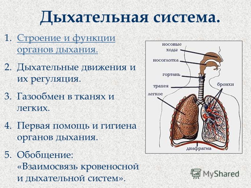 опа джигурда скачать