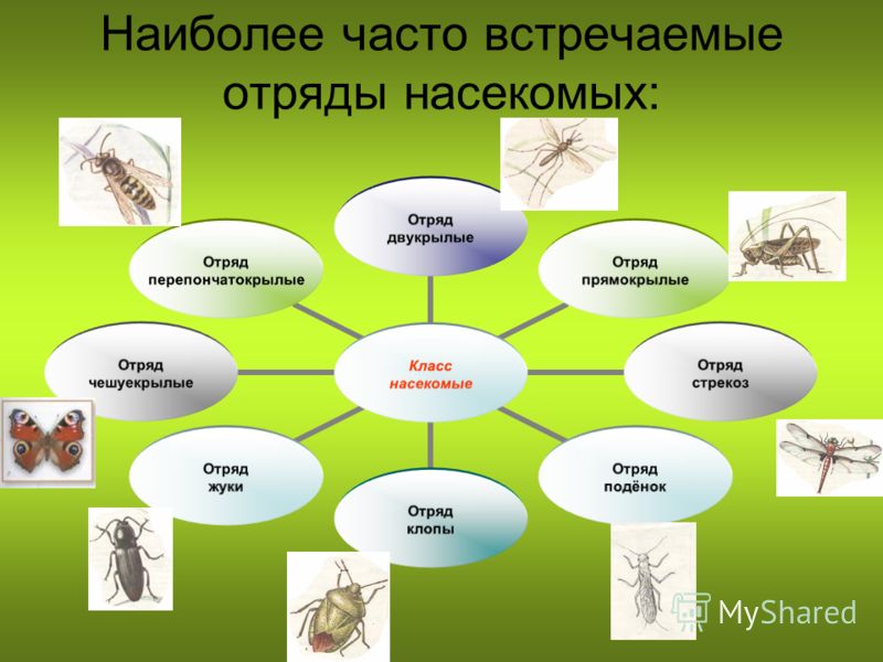 Семена укропа: как принимать, лечебные свойства, противопоказания, купить Семена укропа - как принимать как пить укропную воду при беременности