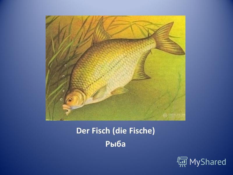 Der Fisch (die Fische) Рыба