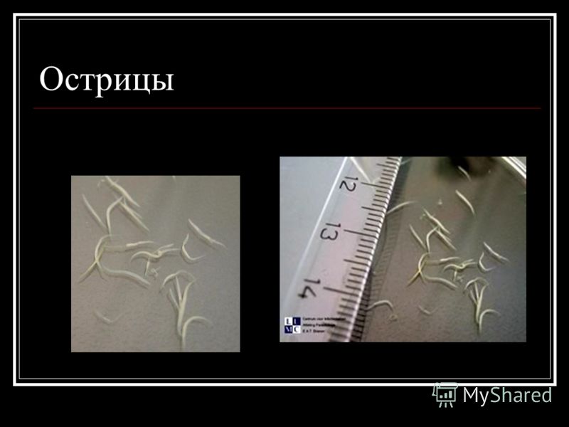 черви в коже человека болезнь фото черви в коже человека болезнь фото
