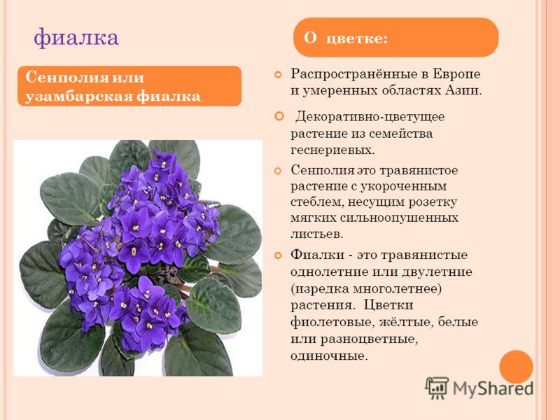 Фиалка Википедия