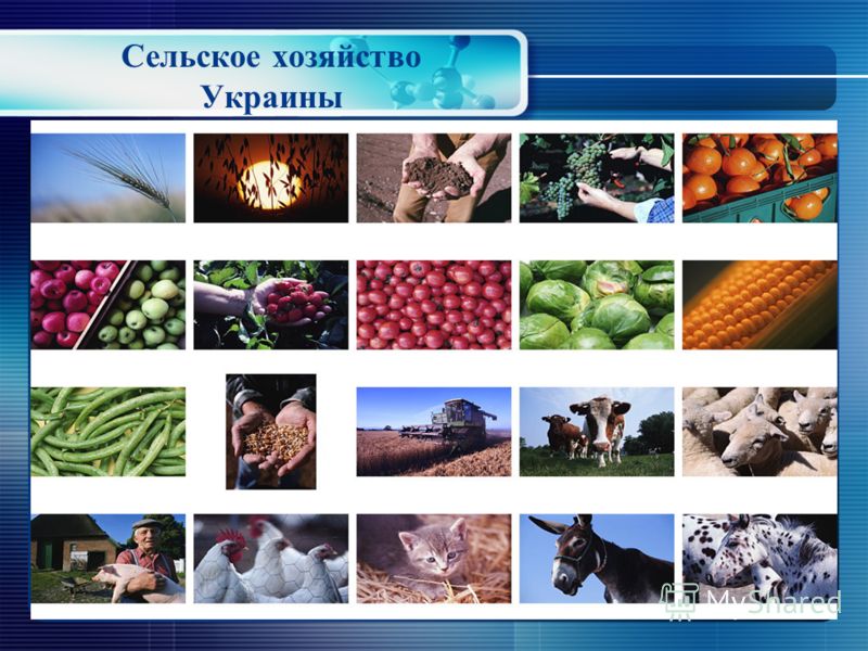 Рыбное хозяйство презентация