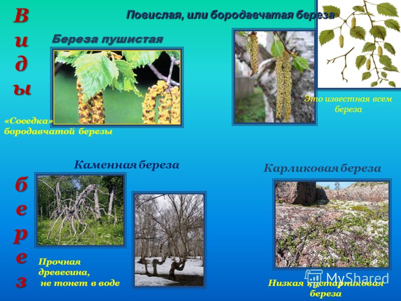 Отношение бумаги к воде Отношение бумаги к воде