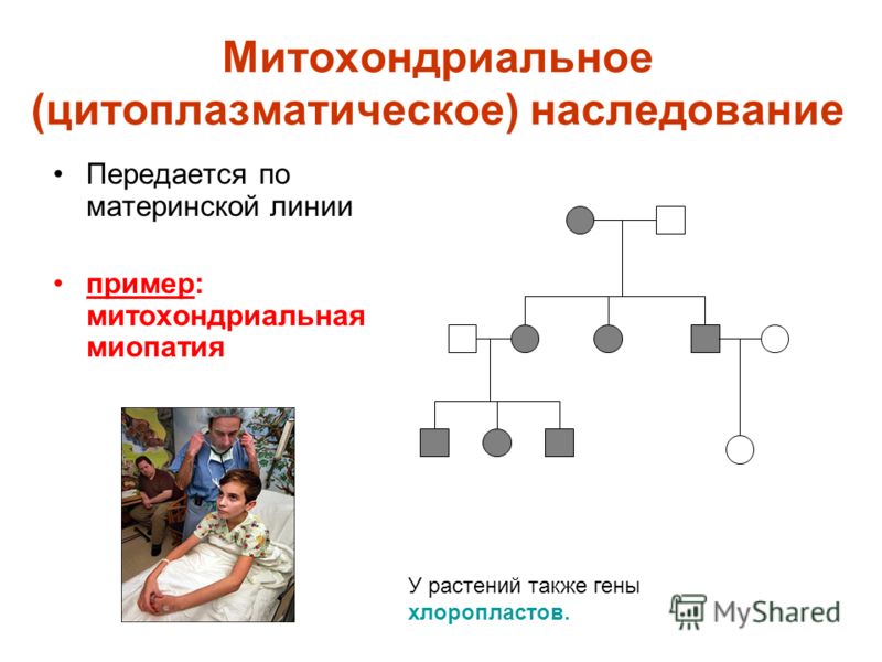 Генетики для зубов Генетики для зубов