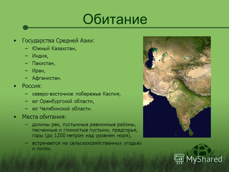 Почвы Оренбургской Области Презентация