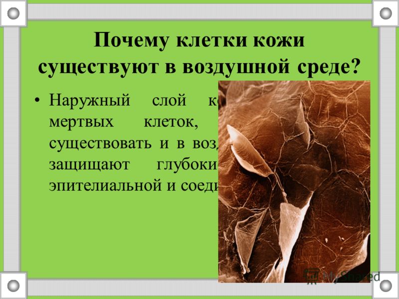 Основные слои кожи человека Основные слои кожи человека