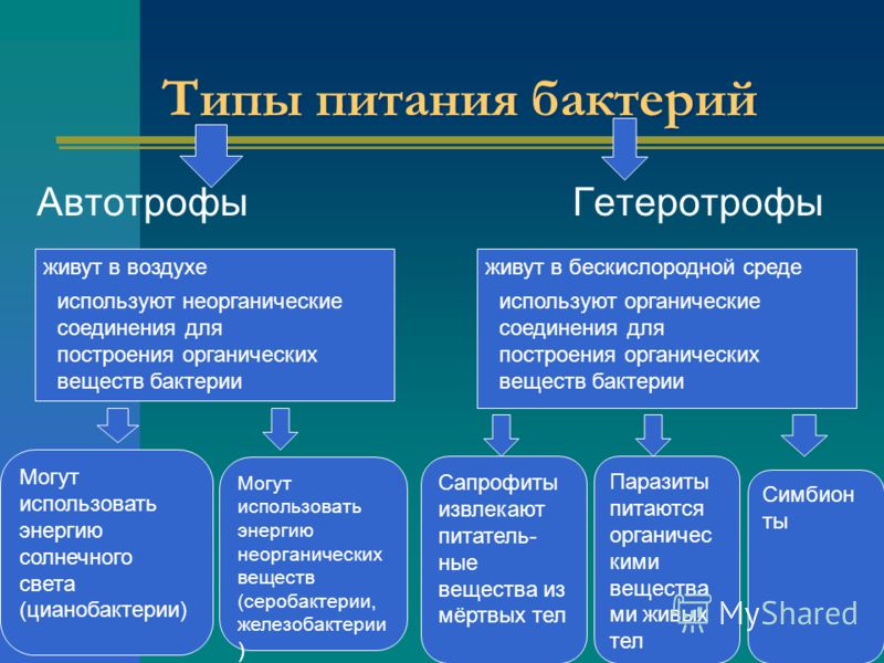 какие паразиты живут носоглотке человека какие паразиты живут носоглотке человека