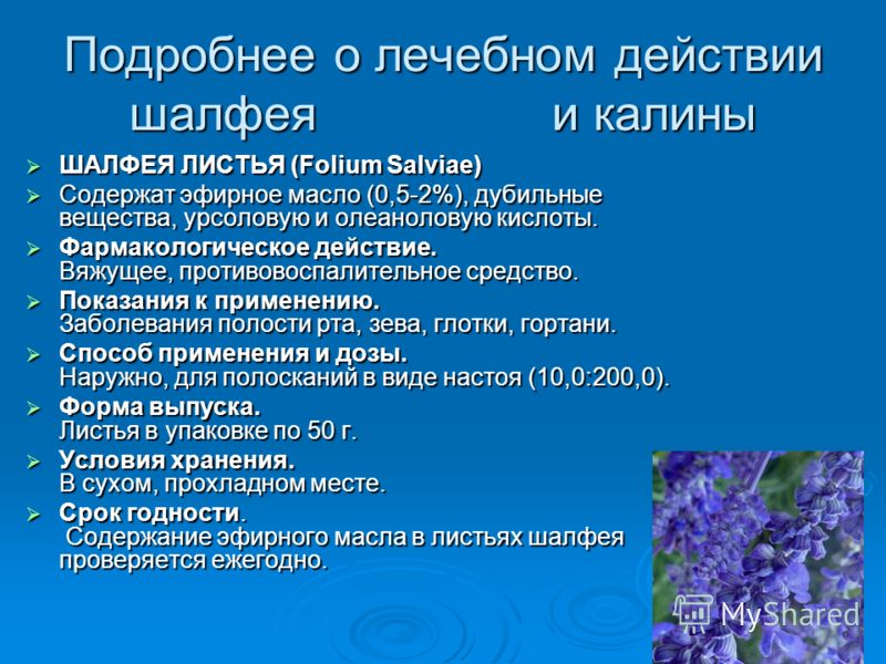 Подробнее о лечебном действии шалфея и калины ШАЛФЕЯ ЛИСТЬЯ (Folium Salviae) ШАЛФЕЯ ЛИСТЬЯ (Folium Salviae) Содержат эфирное масло (0,5-2%), дубильные