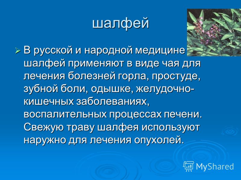 шалфей В русской и народной медицине шалфей применяют в виде чая для лечения болезней горла, простуде, зубной боли, одышке, желудочно- кишечных заболе