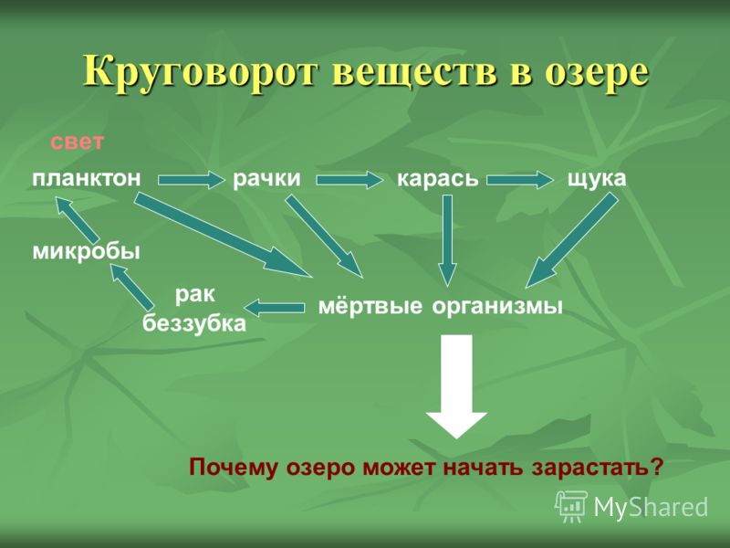 фото маленьких глистов у человека фото маленьких глистов у человека