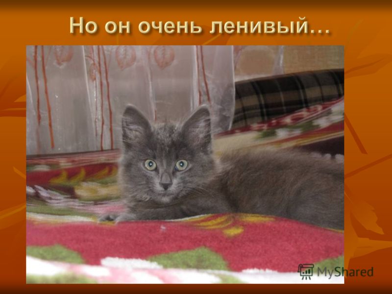 Решебник по русскому 6 класс