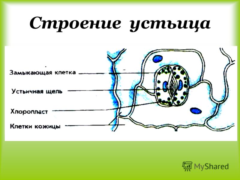 какое питание чтобы похудеть какое питание чтобы похудеть