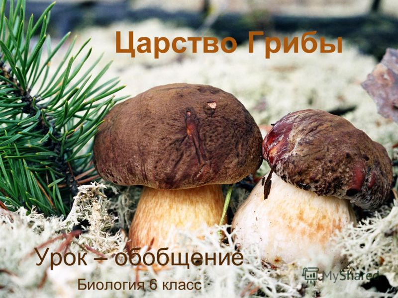 Обществознание 6 класс учебник боголюбова