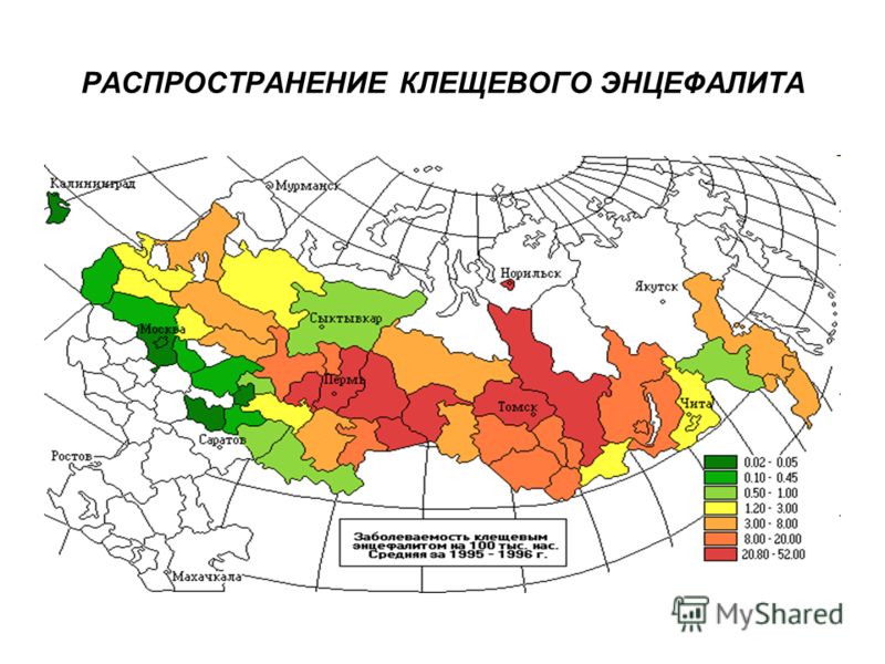 передача про паразитов в человеке передача про паразитов в человеке