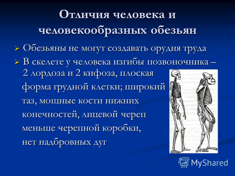 Отличия человека и человекообразных обезьян Обезьяны не могут создавать орудия труда Обезьяны не могут создавать орудия труда В скелете у человека изг