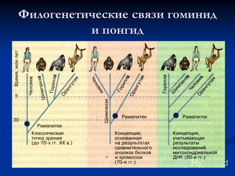 Филогенетические связи гоминид и понгид