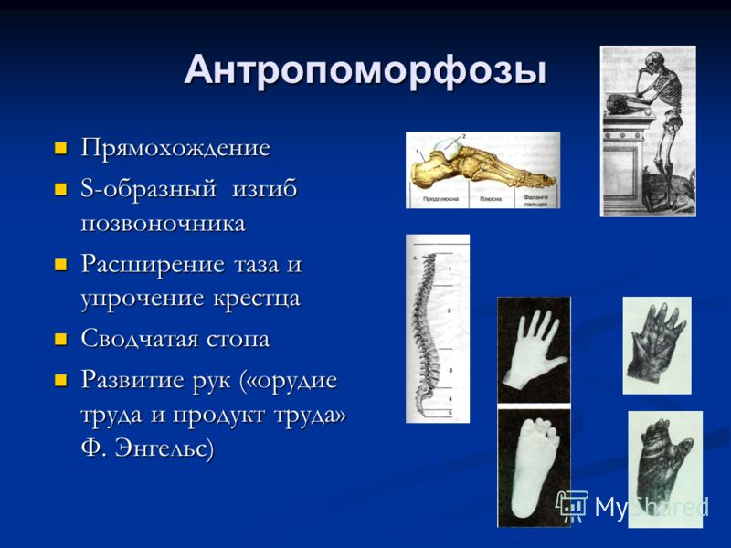 Антропоморфозы Прямохождение S-образный изгиб позвоночника Расширение таза и упрочение крестца Сводчатая стопа Развитие рук («орудие труда и продукт т