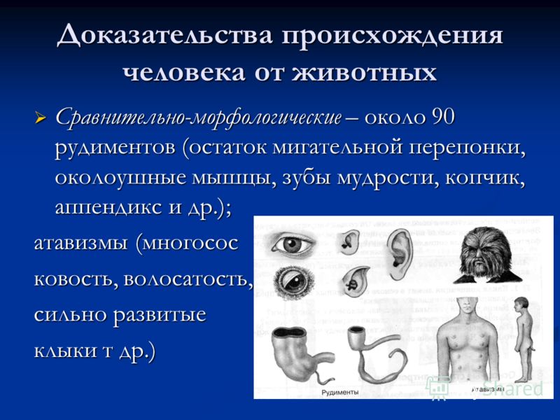 Доказательства происхождения человека от животных Сравнительно-морфологические – около 90 рудиментов (остаток мигательной перепонки, околоушные мышцы,