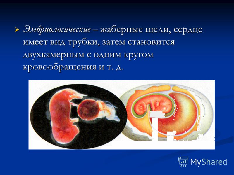 Эмбриологические – жаберные щели, сердце имеет вид трубки, затем становится двухкамерным с одним кругом кровообращения и т. д. Эмбриологические – жабе