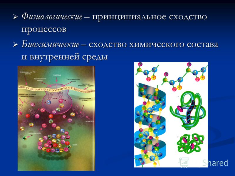 Физиологические – принципиальное сходство процессов Физиологические – принципиальное сходство процессов Биохимические – сходство химического состава и