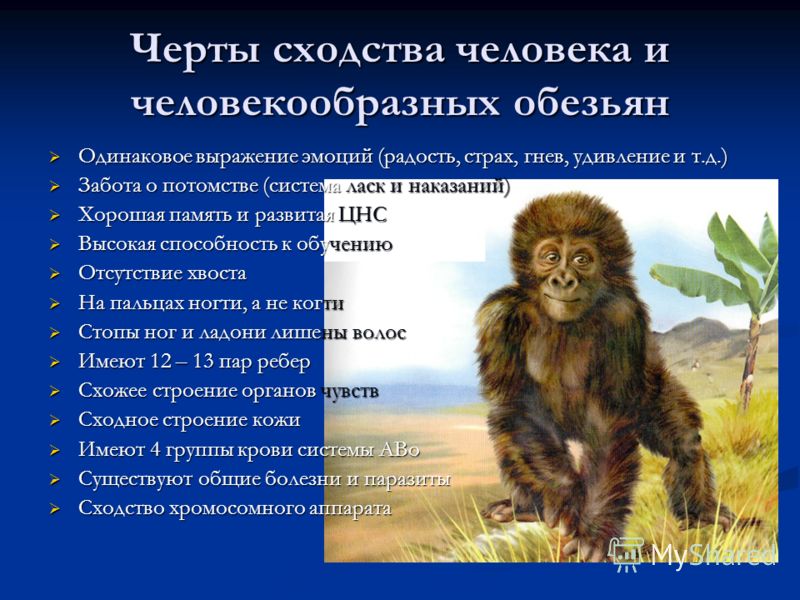 Черты сходства человека и человекообразных обезьян Одинаковое выражение эмоций (радость, страх, гнев, удивление и т.д.) Одинаковое выражение эмоций (р